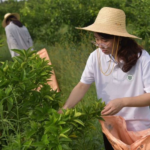 采摘后的枳壳鲜果,经切制,烘干,过筛等程序,一部分由当地饮片厂收购