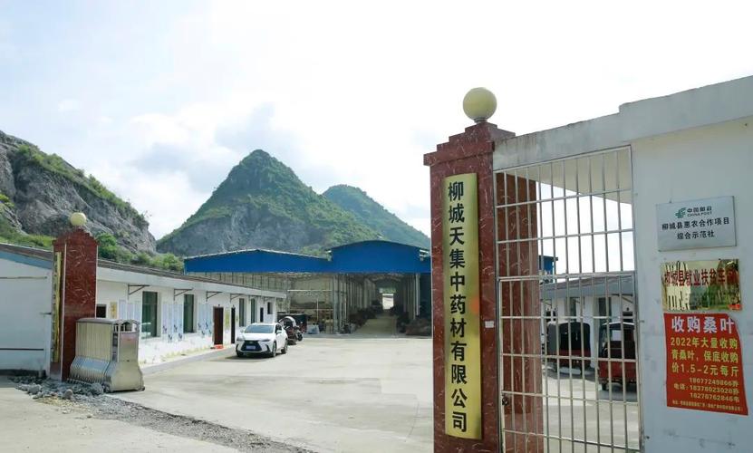 柳城:中草药产业链持续发展,成为乡村振兴重要支撑
