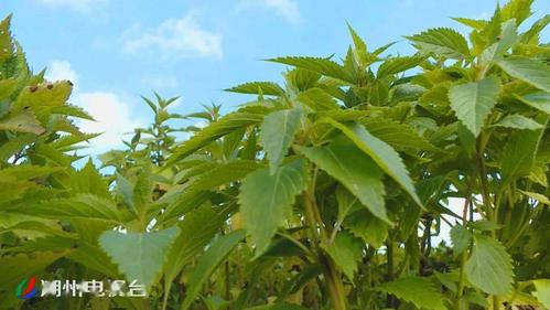 建鹏中草药公司收购的最低价格是每斤9角,但是来看了觉得质量不错
